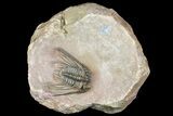 Kettneraspis Trilobite (Long Occipital Horn) - Lghaft, Morocco #165937-6